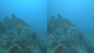 Tiburones 3D - DTS_AC3_Cast 3D SBS