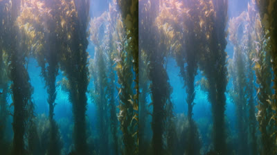 Imax - Into The Deep 3D 2010 SBS