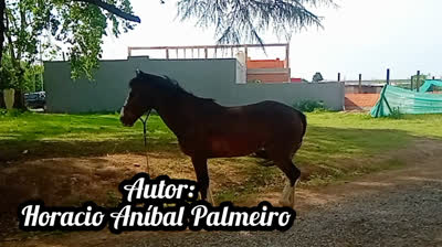 Novia Cumbianchera Llévame en tus sueños canta Giselle Romina Castillo Vargas