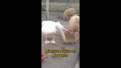 Pelicano intentando comerse un carpincho